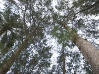 Laem Kum Beach Resort & Seafood