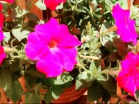 Captains Lodge and Bar