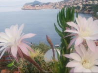 Guest Accommodation Sveti Jakov