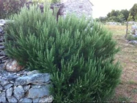 Country House DoДЌine Selca