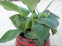 VukuЕЎiД‡ Guest House