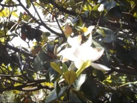 House in Herceg Novi