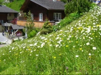 Ferienhaus Brienz