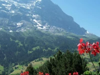 Apartment Jungfrau Lodge