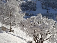 Apartment Studio Ost Grindelwald