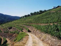 Pousada de Alijo - Barao de Forrester 3*