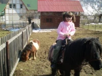 Pension House with Ponies 4*