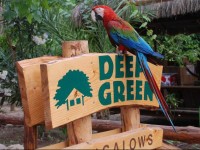 Olympos Deep Green Bungalows