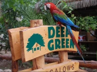 Olympos Deep Green Bungalows