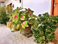 Athiri Beach Maldives