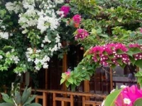 Bougainvillea Inn - Maldives 3*