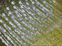 The Clontarf Hotel 4*