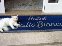 Gatto Bianco 3*