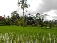 Matahari Lumbungs 1*