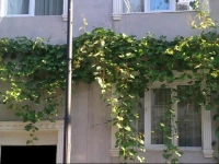 Blue Mosque Apart 1*