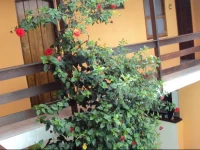 Pousada Primavera 2*