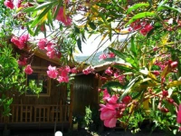 Caretta Caretta Pension CД±ralД±