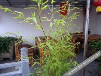 Dali Fu Jin Ju Inn 3*