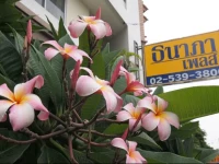 Thanapa Place Apartment 2*