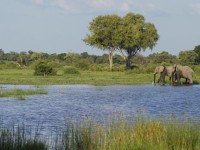 Vumbura Plains Camp 4*