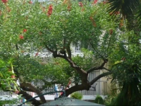 Cannes Garden Hotel 3*