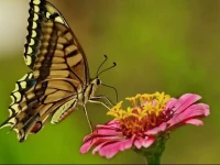 Pauls Garden Studios 1*