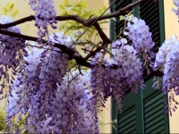 Albergo San Vitale 1*