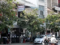 Frog and Shamrock 1*