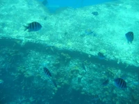 Aruba Beach Villas 2*