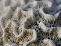 Barefoot Cay Resort 5*