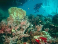 Hotel Roatan Dive and Yacht Club 4*