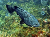 Bananaville Apartments