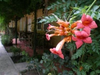 Keyif Pension Cirali 3*