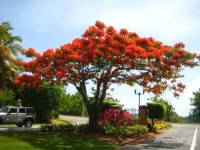 La Jolla De Palmas Palmas Del Mar
