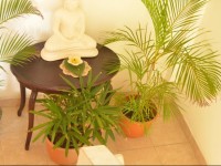 Frangipani Dehiwela 2*