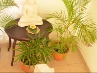 Frangipani Dehiwela 2*