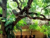 Surf n Sun - Arugambay Guesthouse 1*