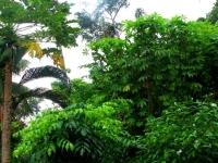 Sun Bird Eco Guest Mirissa 2*