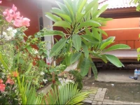 Andi Homestay