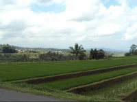 Teras Subak Jatiluwih 2*