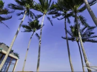 Majapahit Beach Villas - Villa Nataraja