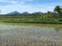 Villa Rice Field Ubud