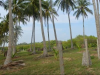 Aqua Front Yala Resort