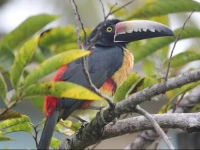 Nature Resort Tissamaharama 2*