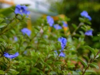 Ceycrest Kandy Bungalow 1*