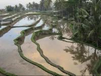 Dukuh Village Homestay