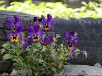 Sabauri Guest House 4*