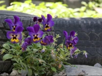 Sabauri Guest House 4*