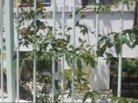 Old House Kobuleti 3*