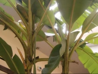 Afalina Guest House Adler 4*